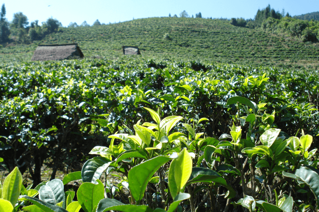 specialty tea garden in China