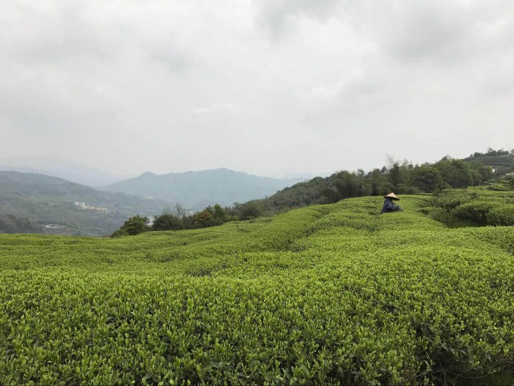 specialty tea farmer picking white tea
