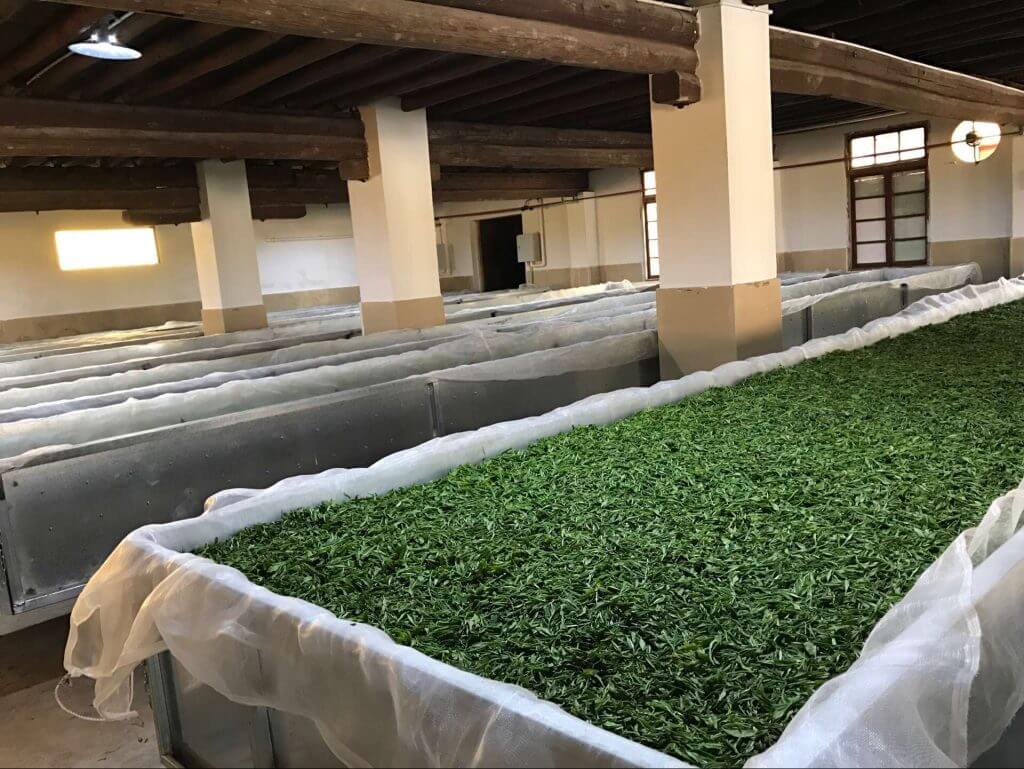 white tea processing