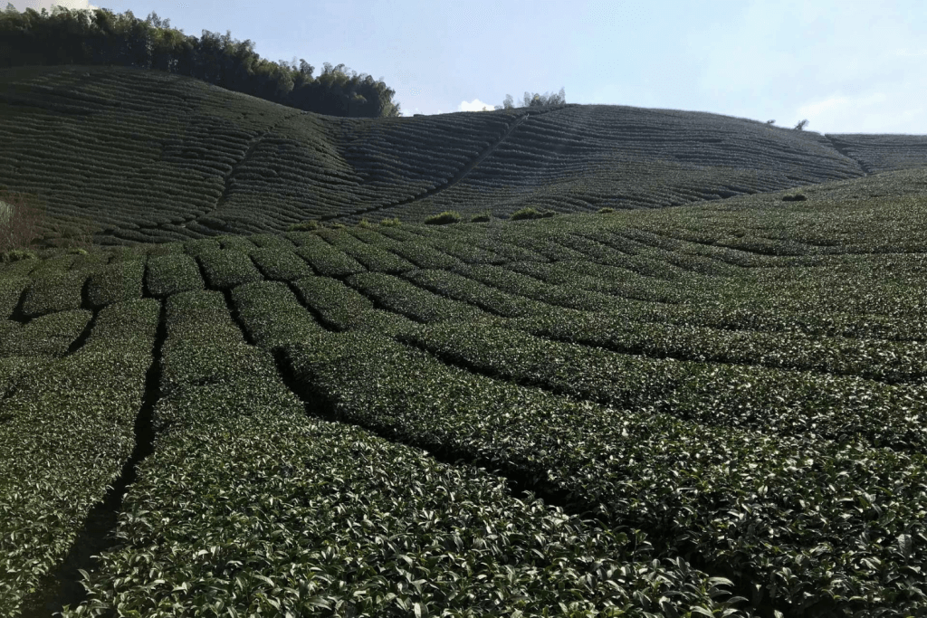 Specialty tea farm