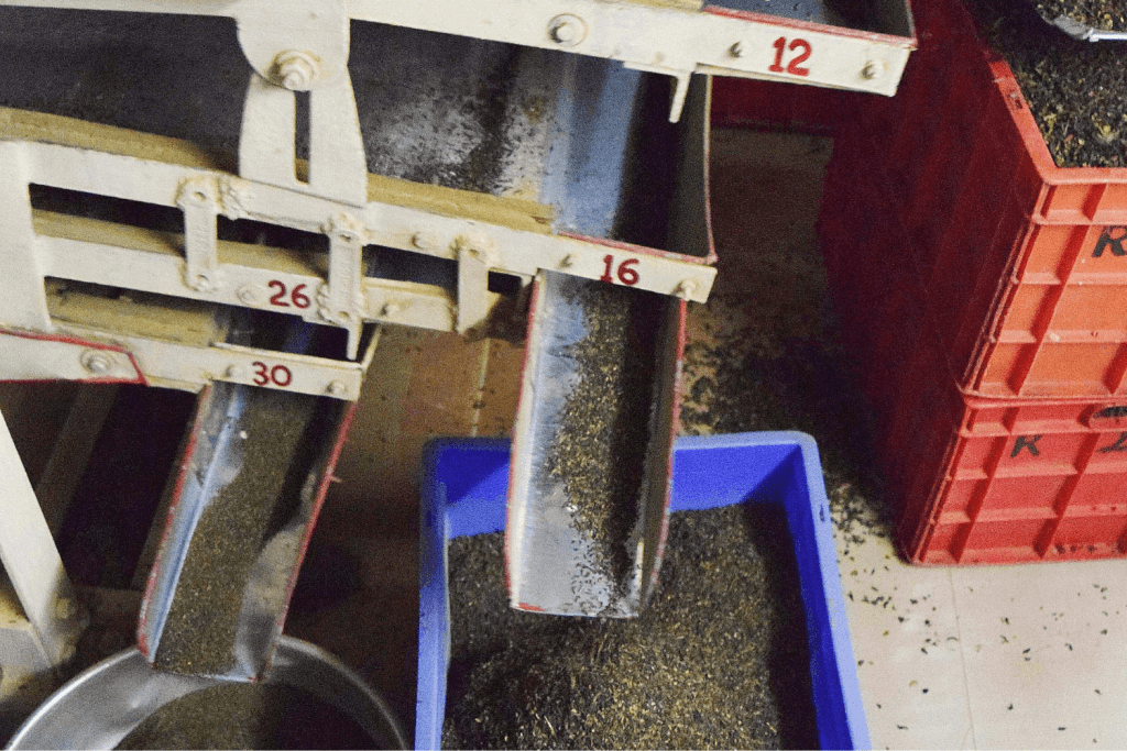specialty black tea sorting
