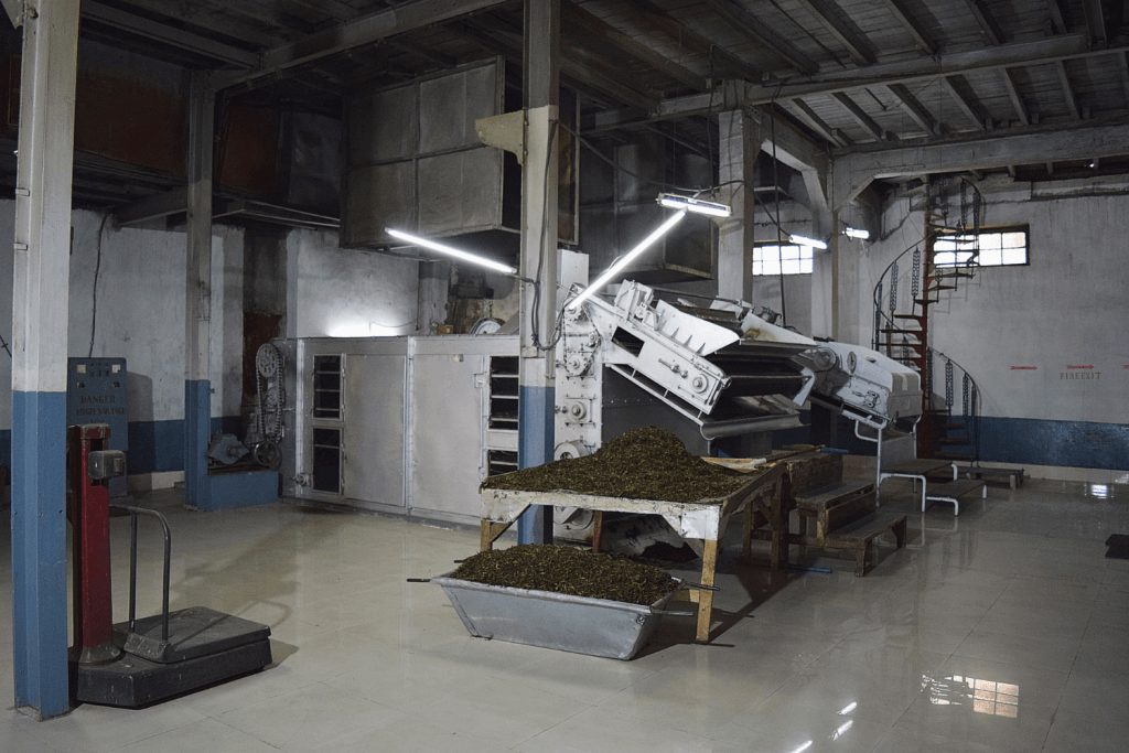 specialty black tea processing