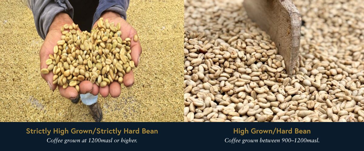 altitude-based coffee grades