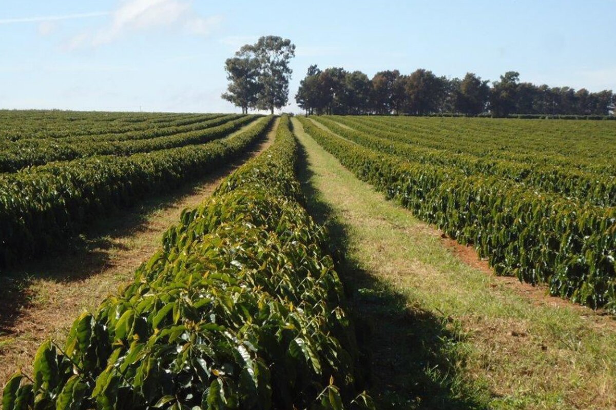 brazil coffee for cold brew blend