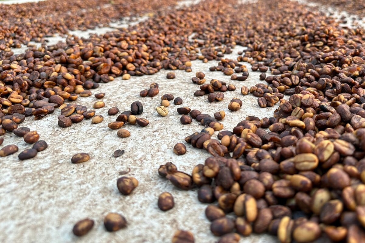Choosing the Right Coffee Beans for Cold Brew