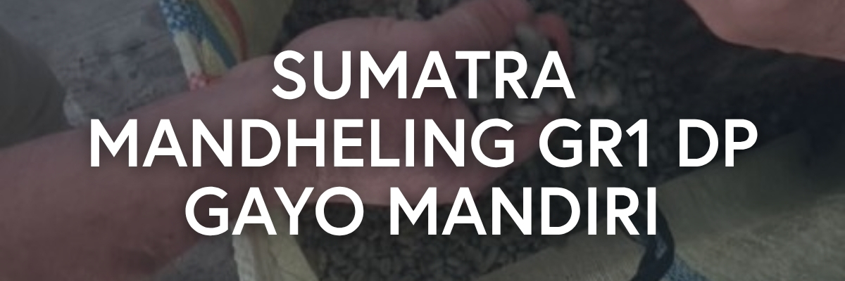 Sumatra Mandheling GR1 DP Gayo Mandiri Indonesian Coffee