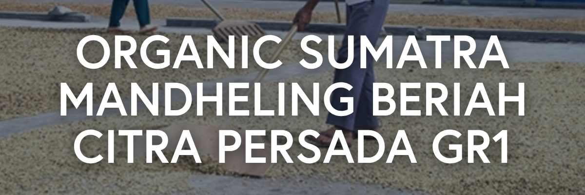 Organic Sumatra Mandheling Beriah Citra Persada GR1 