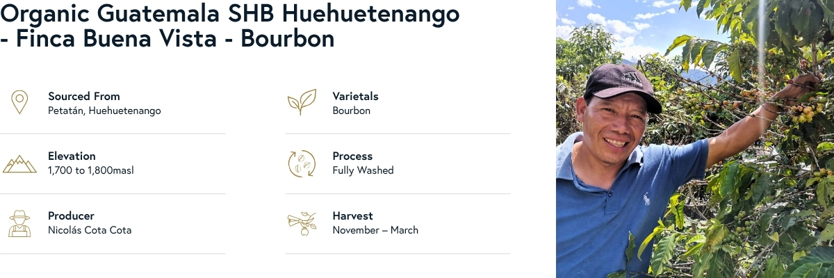 Organic Guatemala SHB Huehuetenango - Finca Buena Vista - Bourbon - Product Info