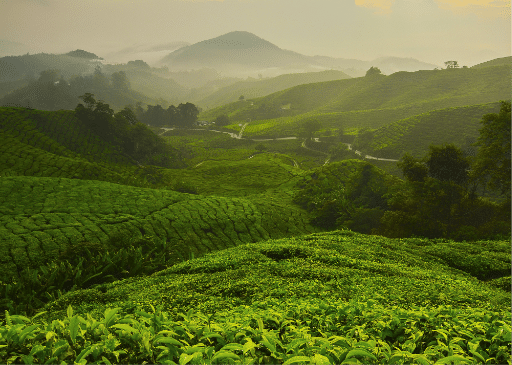 Foggy Tea Farm with a Mountain Peak in the background